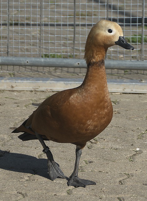 其他球隊公