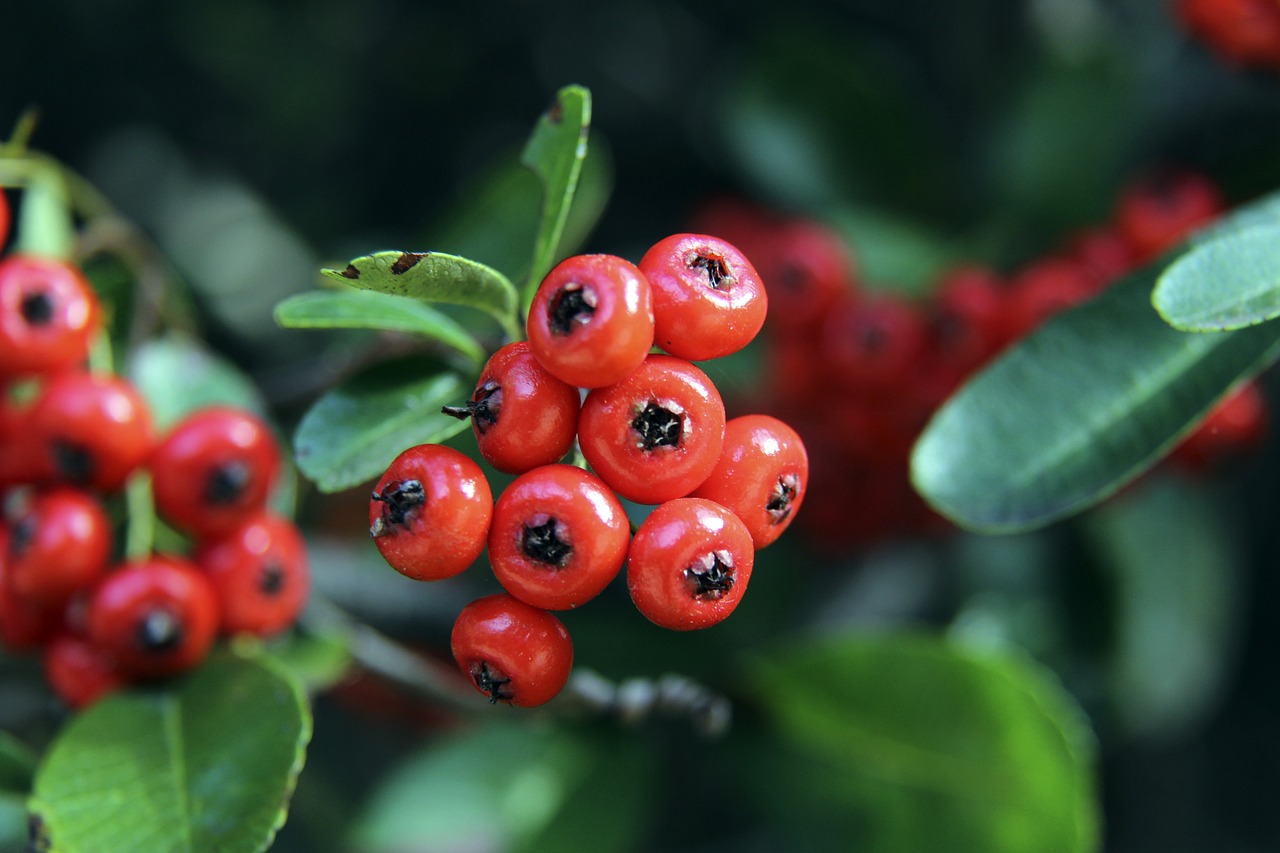 证明后腰位 证明后腰位